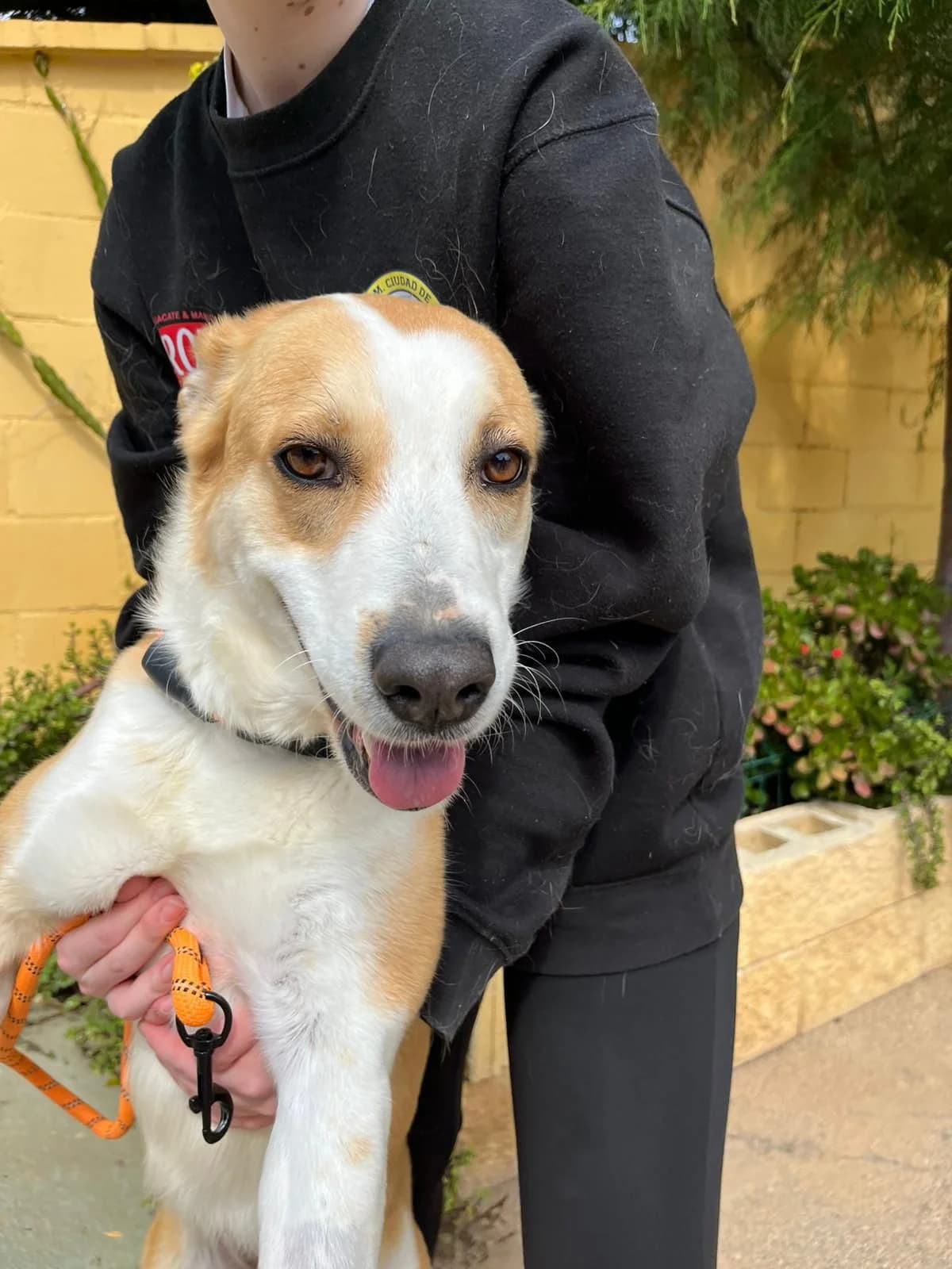 Canela, male mixed breed for adoption at Protectora Malaga, Málaga