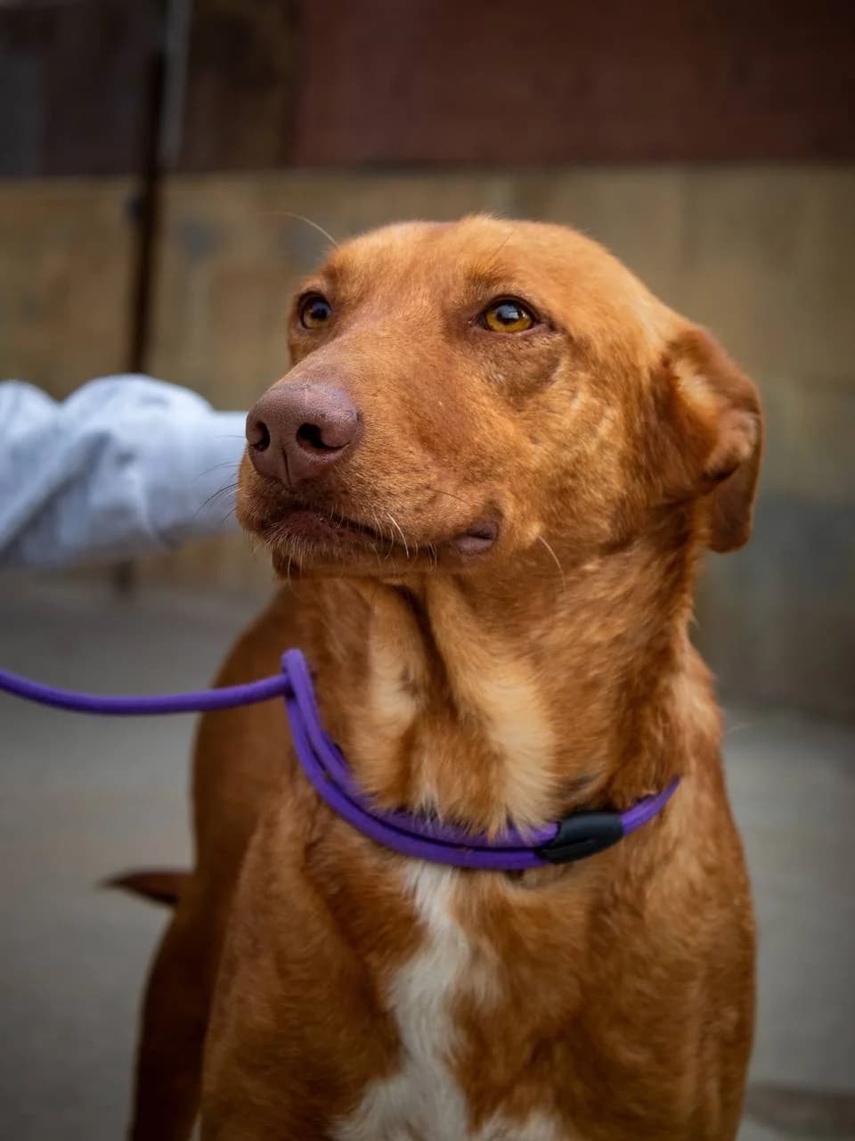CARAMELO, male Podenco for adoption at Protectora Malaga, Málaga