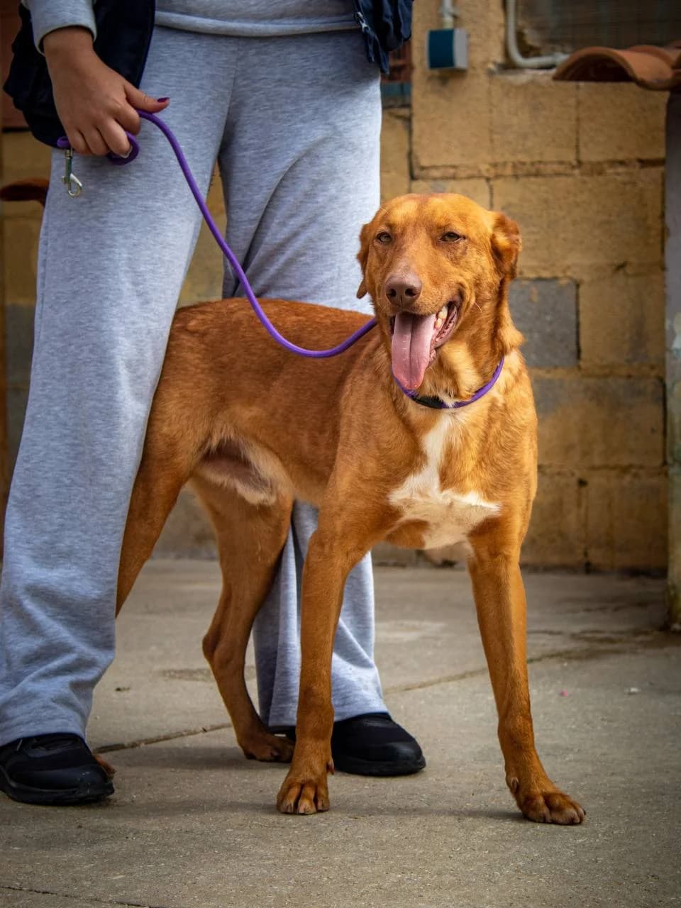 CARAMELO, male Podenco for adoption at Protectora Malaga, Málaga
