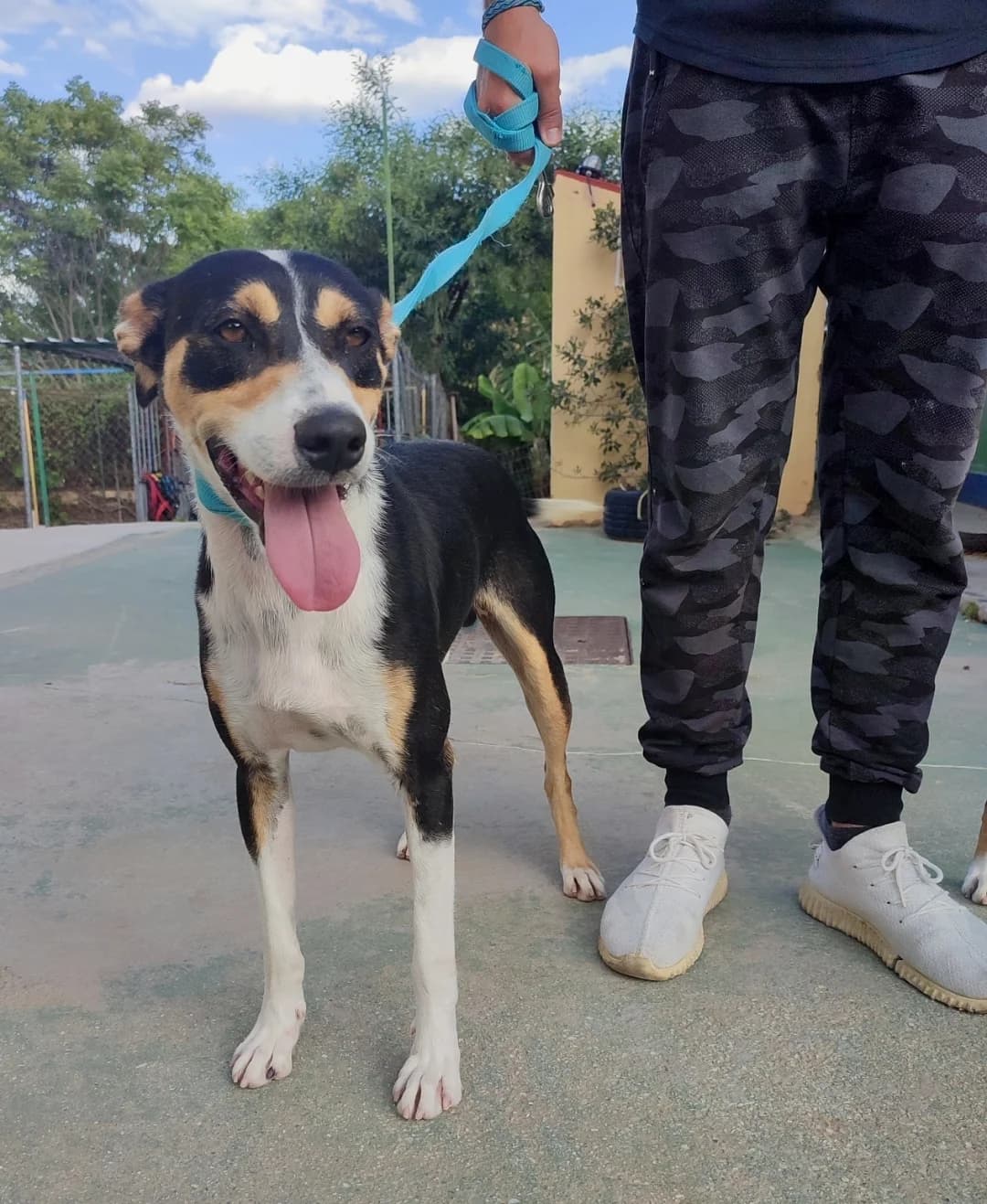 Picasso, black male Mixed Breed for adoption at Protectora Malaga, Málaga