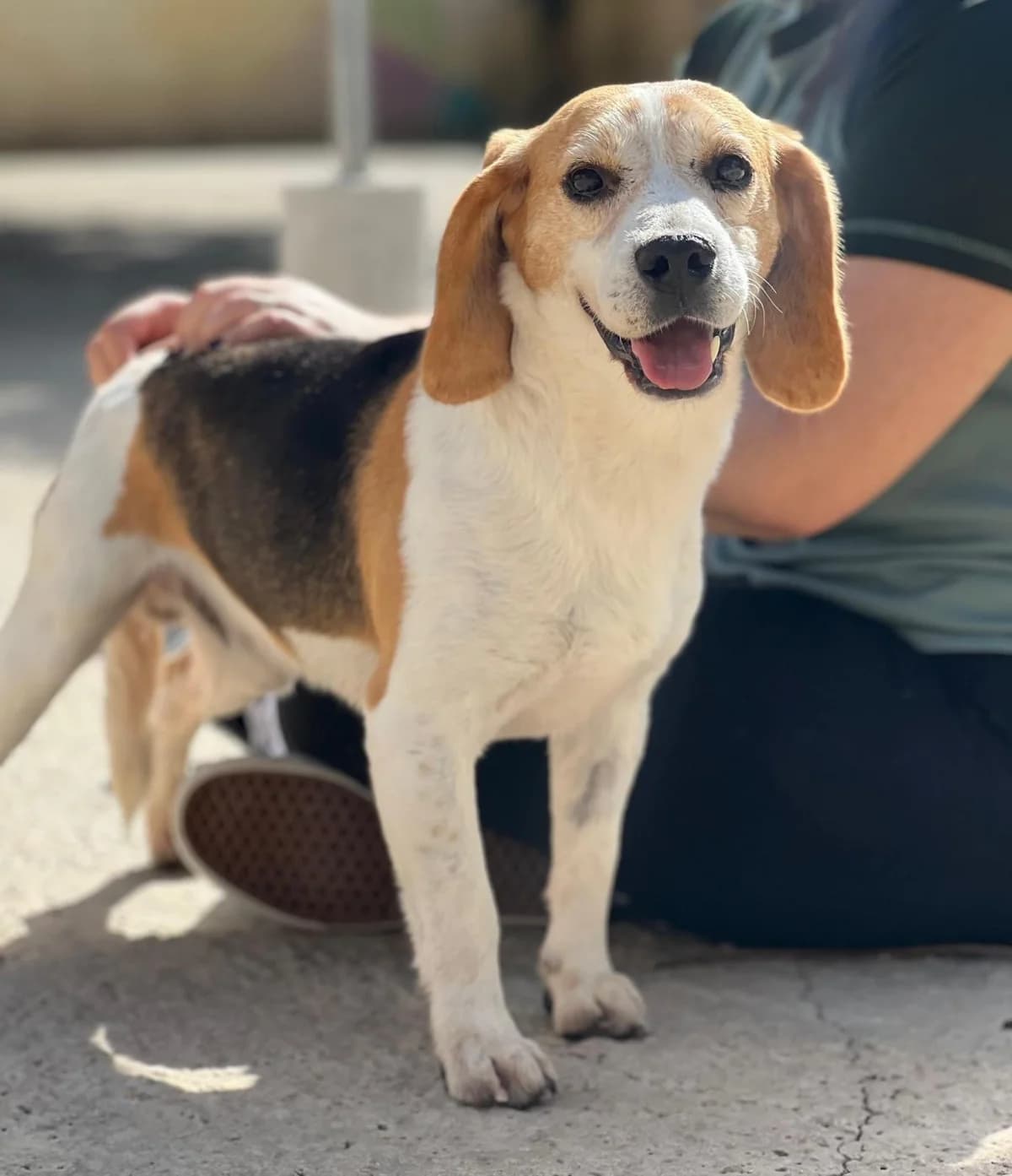 Toni, male Beagle for adoption at Protectora Malaga, Málaga