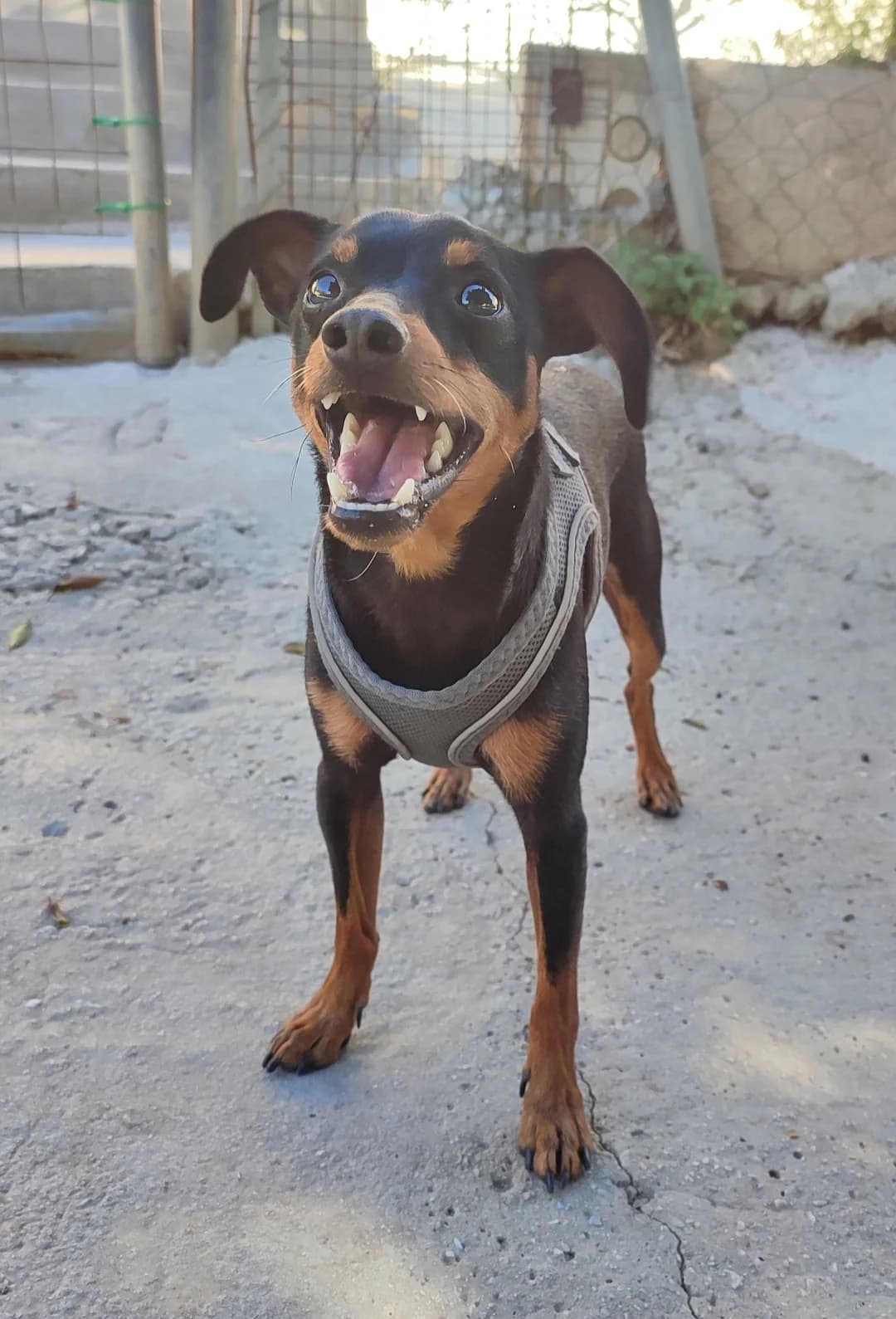 Tito,  (Protectora Malaga)