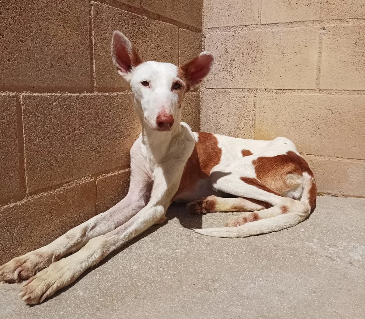 Flaqui, female Podenco for adoption at Protectora Malaga, Málaga