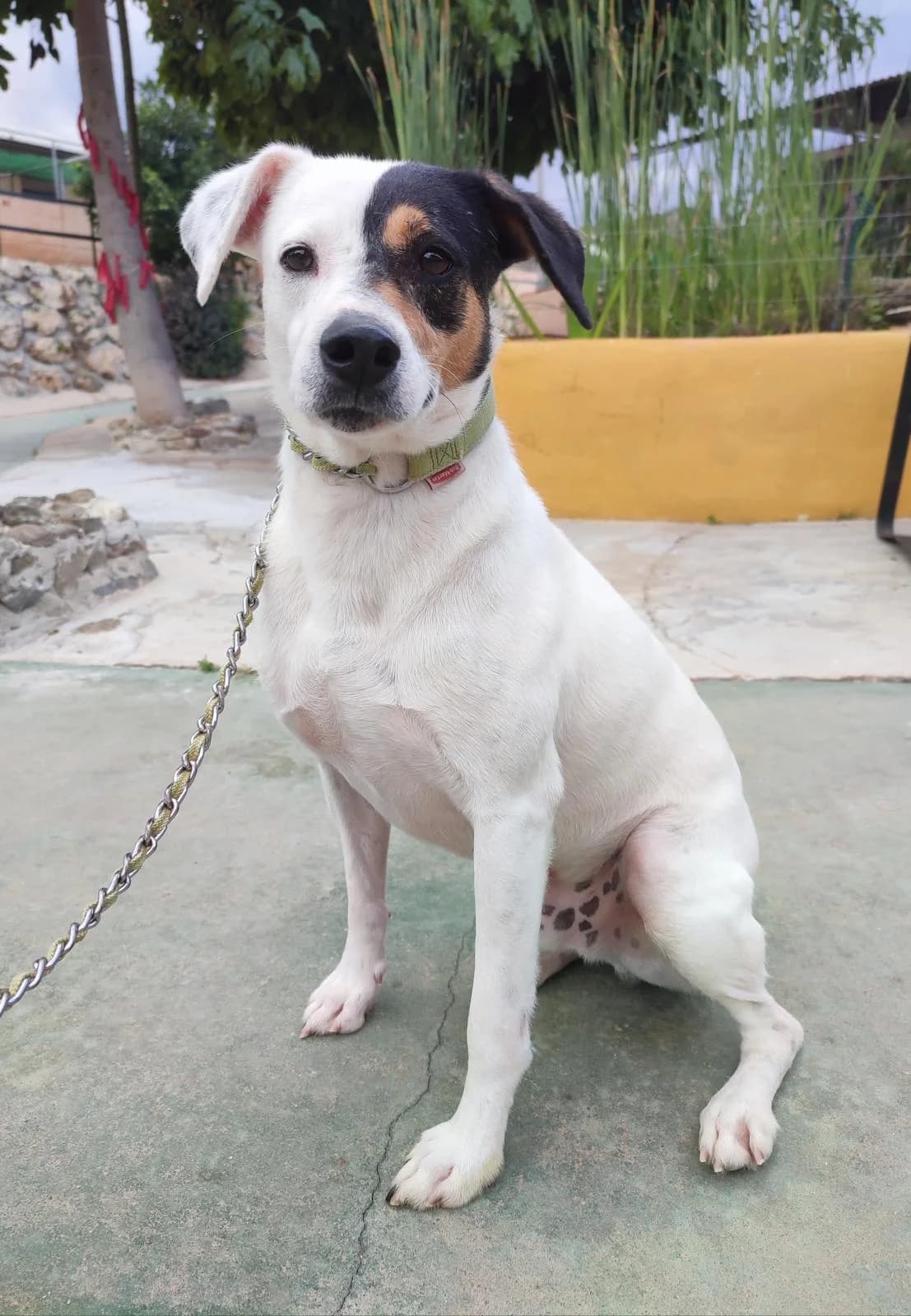 Lobi,  (Protectora Malaga)