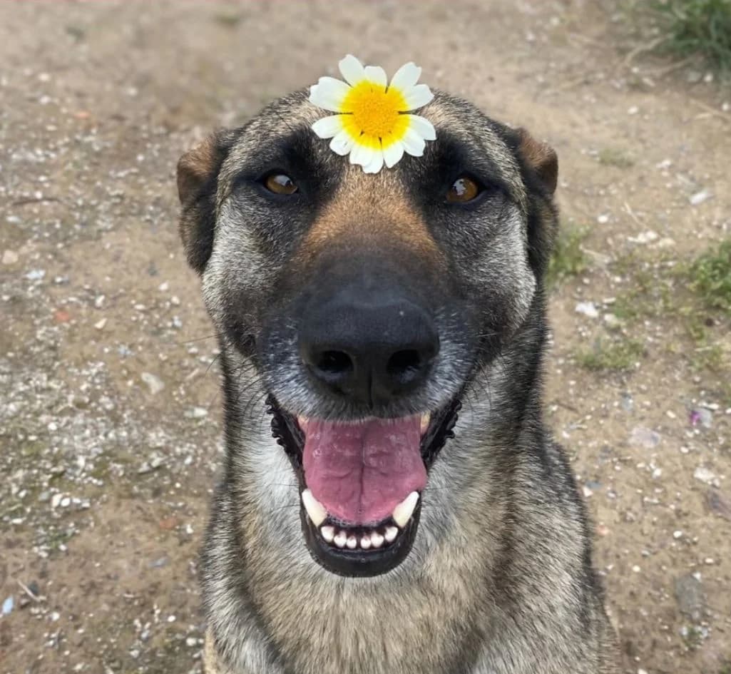 Iris, female Belgian Malinois for adoption at Protectora Malaga, Málaga