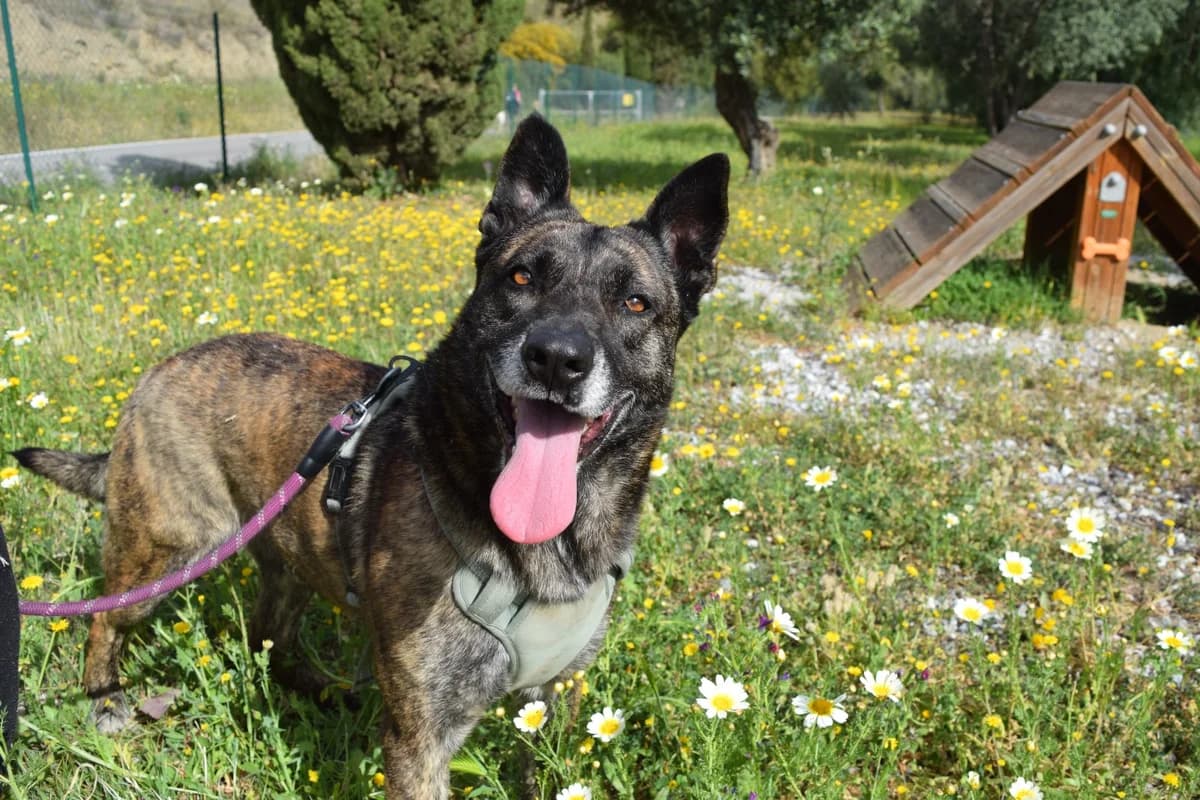 Ranna, male 3yo mixed breed for adoption at Protectora Malaga, Málaga