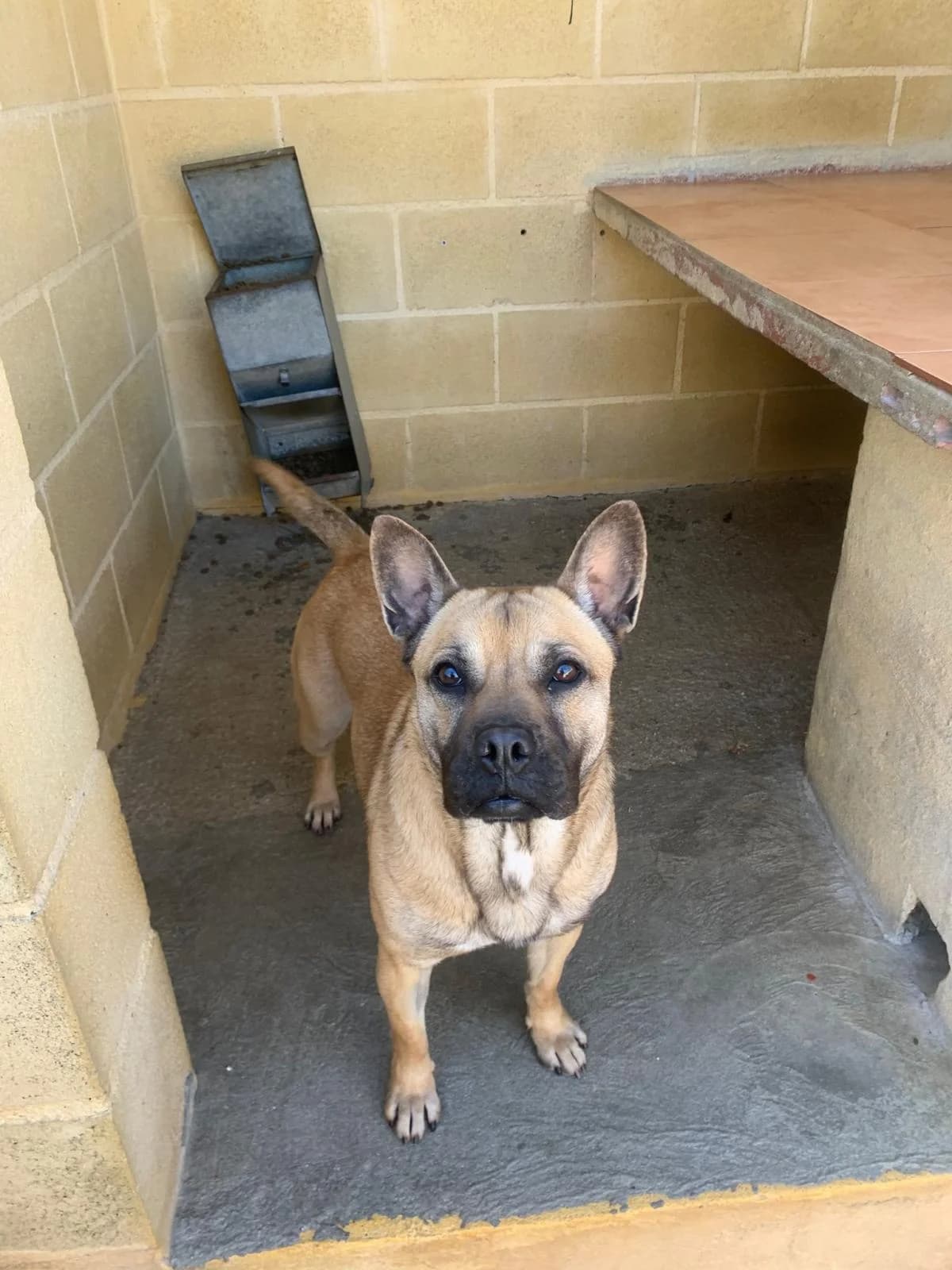 Wonka, female 3yo English Bulldog for adoption at Protectora Malaga, Málaga