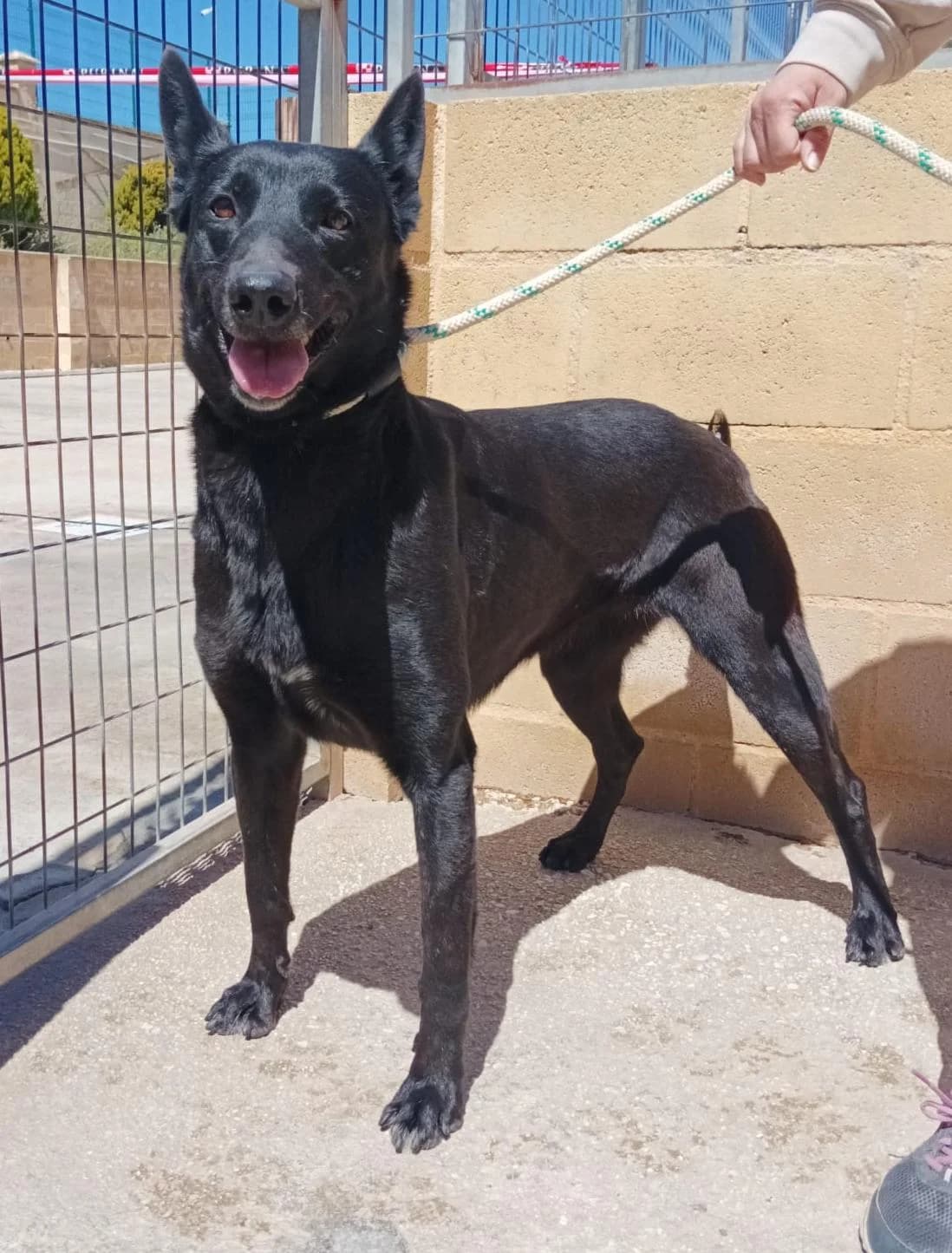 Negrita, female Belgian Malinois for adoption at Protectora Malaga, Málaga