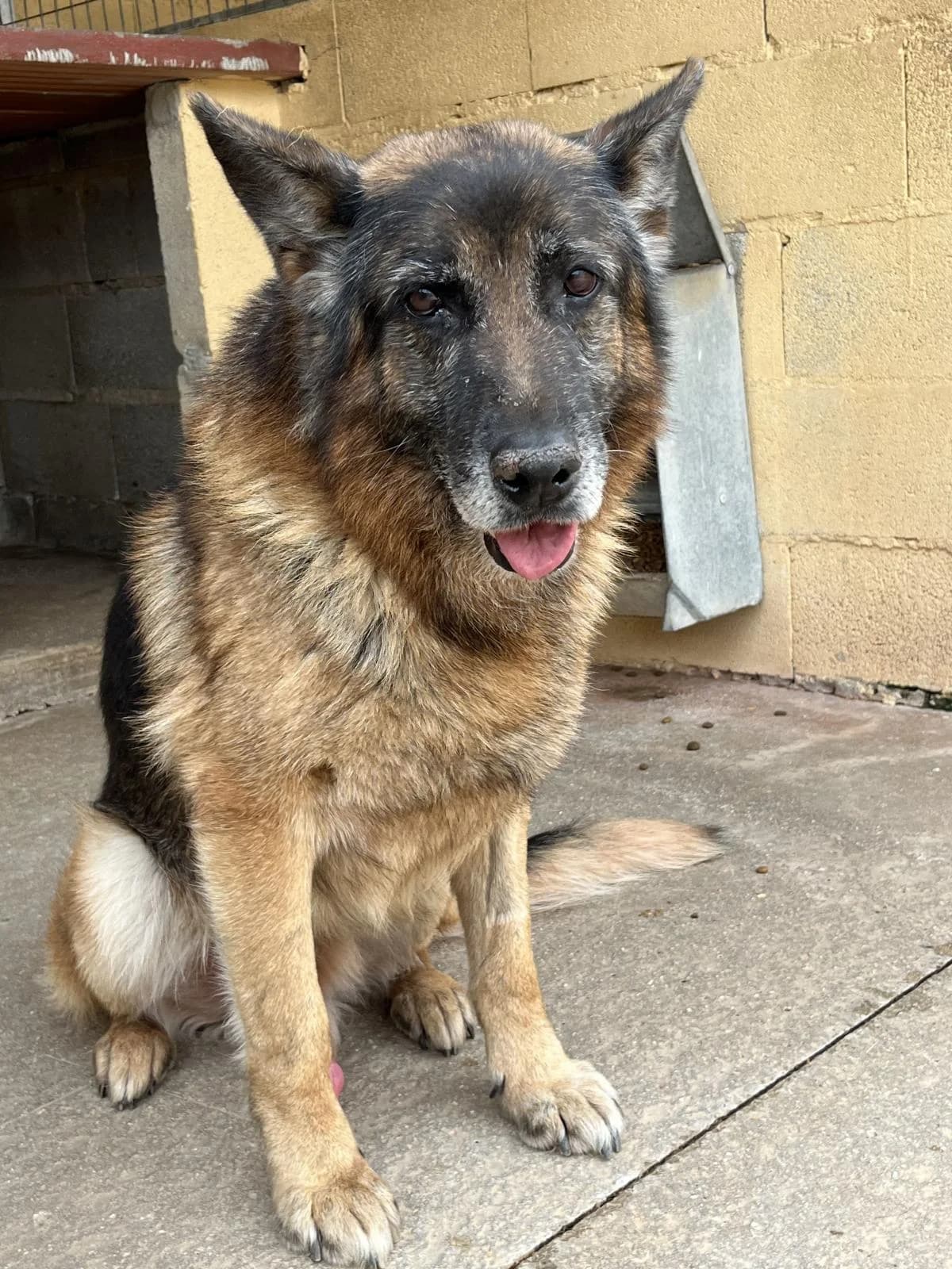 Miky, male senior mixed breed for adoption at Protectora Malaga, Málaga
