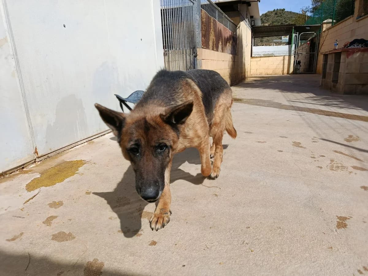 Lily, female mixed breed for adoption at Protectora Malaga, Málaga