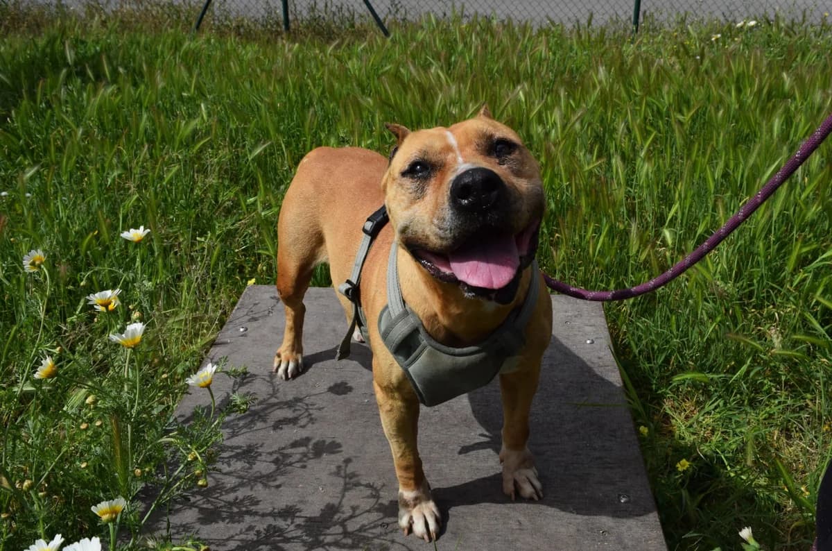 Turka, female mixed breed for adoption at Protectora Malaga, Málaga