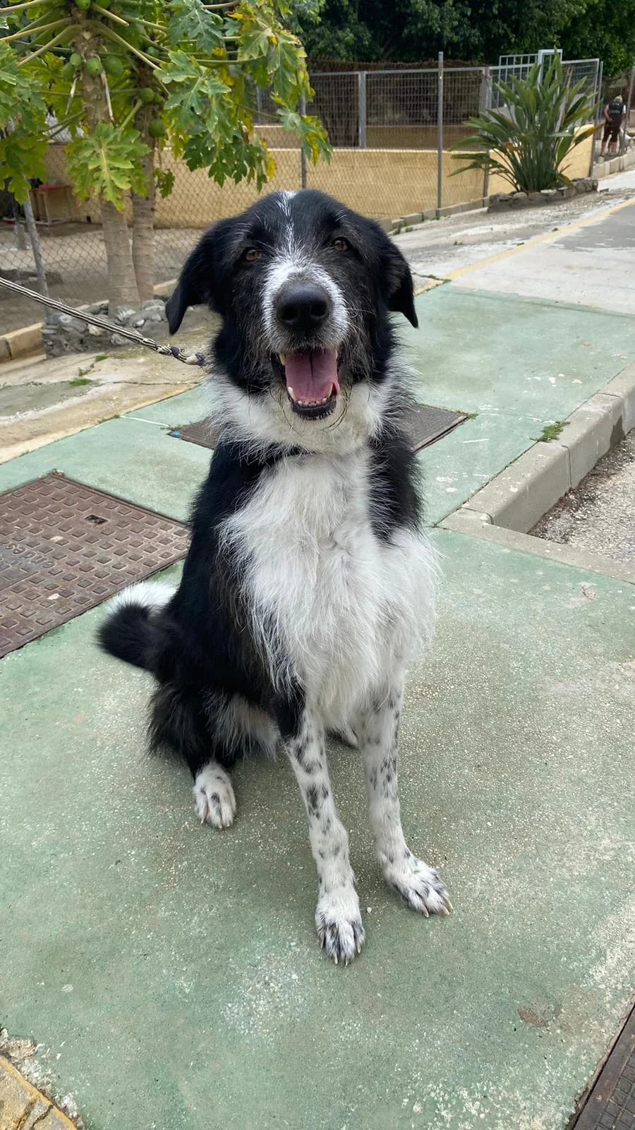 Bruno, male Border Collie for adoption at Protectora Malaga, Málaga