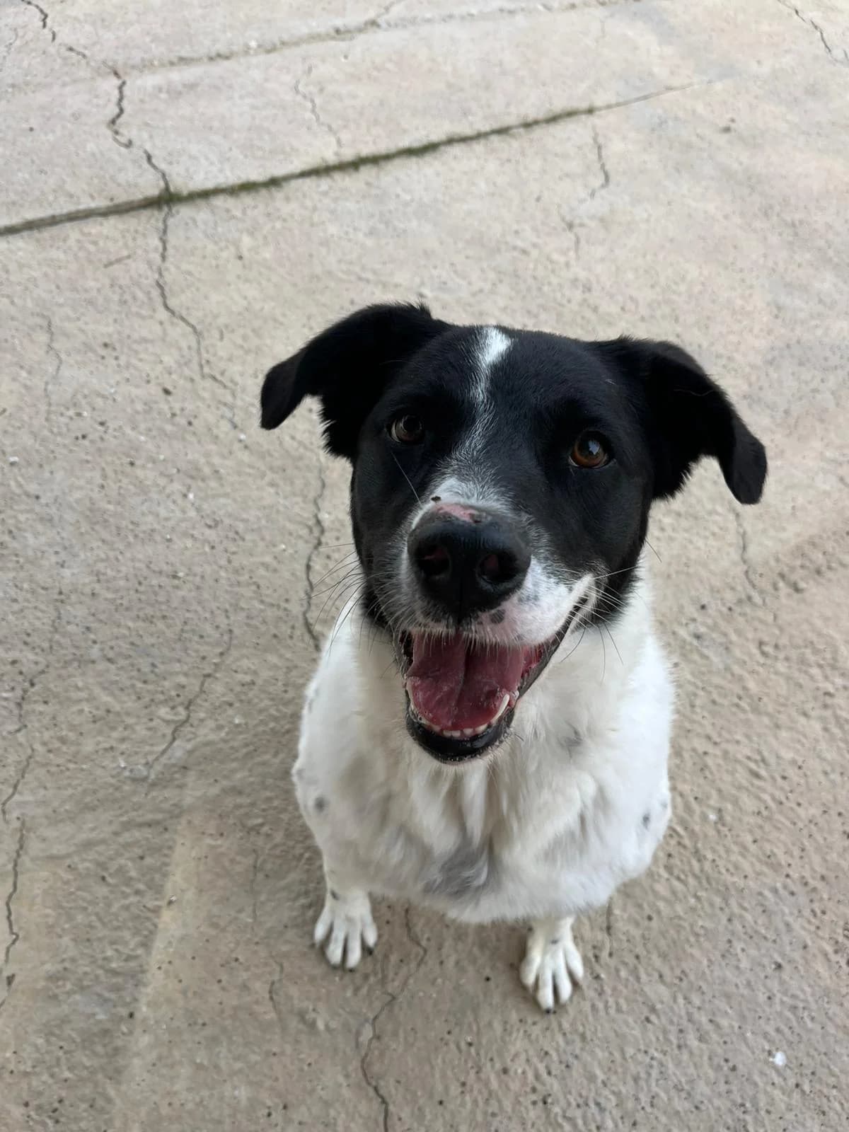 Runa, female Border Collie for adoption at Protectora Malaga, Málaga