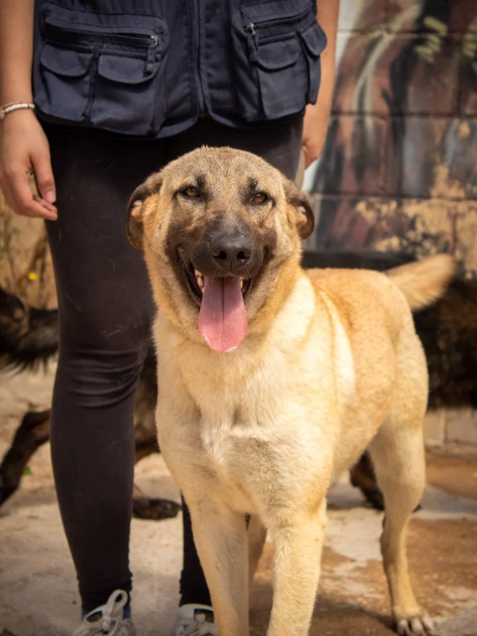 WENDY, female Belgian Malinois for adoption at Protectora Malaga, Málaga