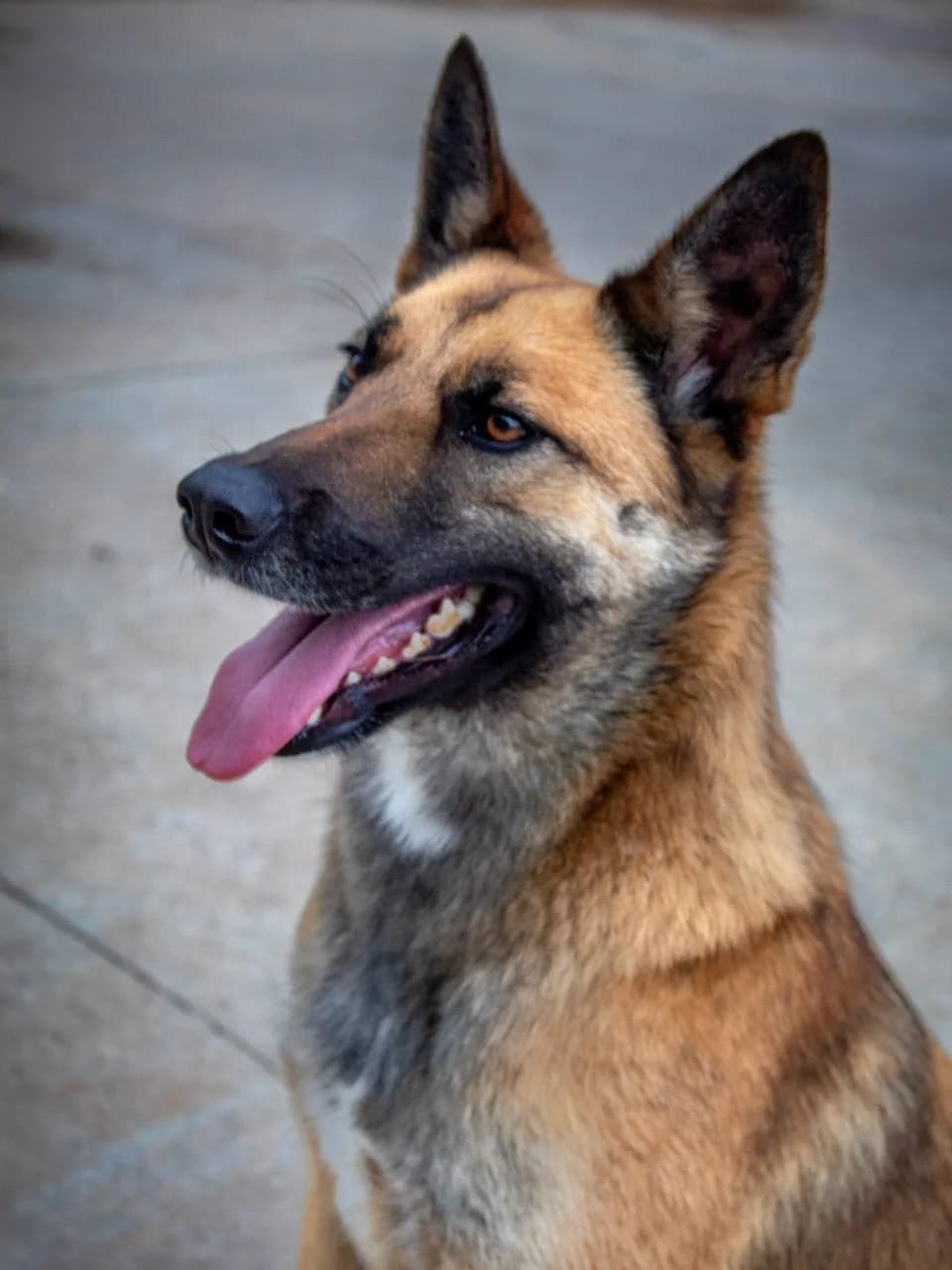 BELLOTA, Mixed Breed (Protectora Malaga)