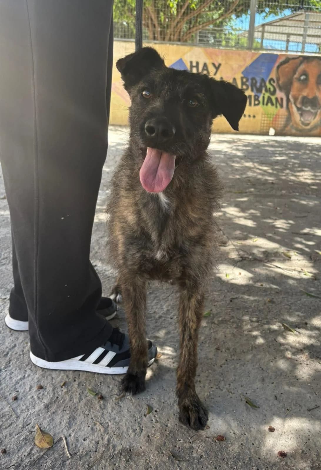 Dakota, Mixed Breed (Protectora Malaga)
