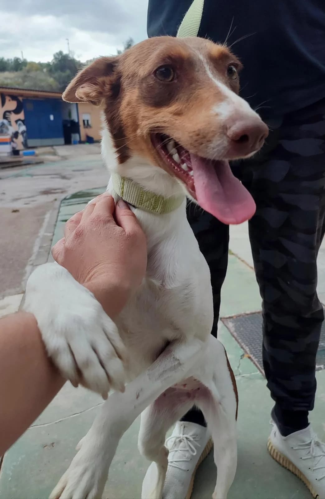 Rafi, Podenco (Protectora Malaga)