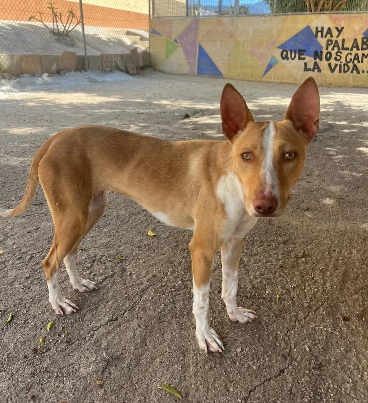Sofia, Podenco (Protectora Malaga)
