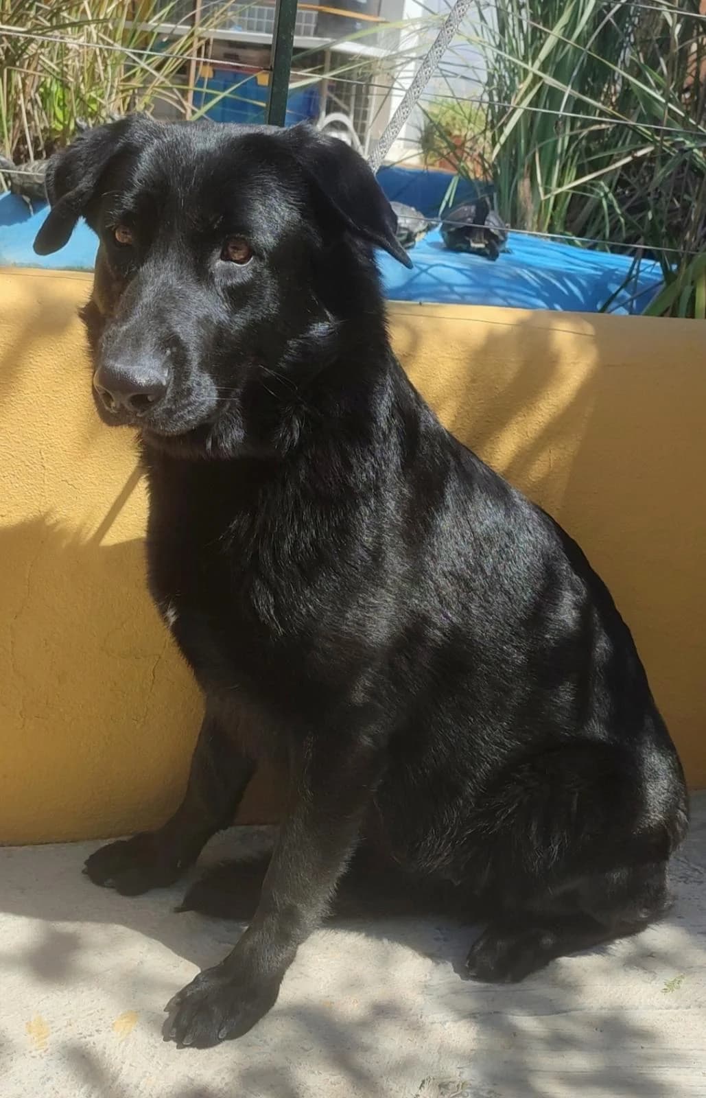 Kira,  (Protectora Malaga)