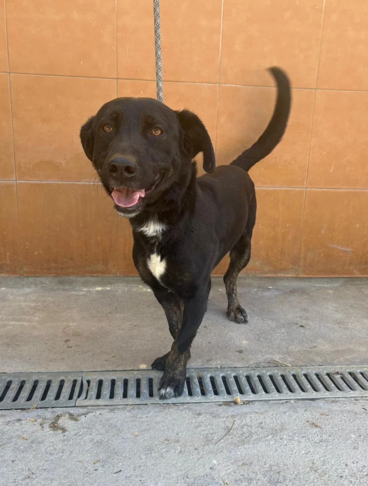 Atreus, Mixed Breed (Protectora Malaga)