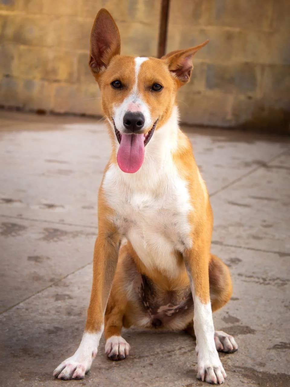 NALA, Podenco (Protectora Malaga)