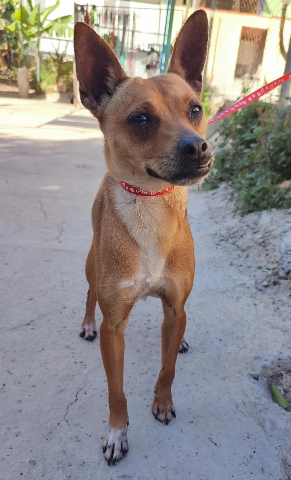 Greta, Mixed Breed (Protectora Malaga)
