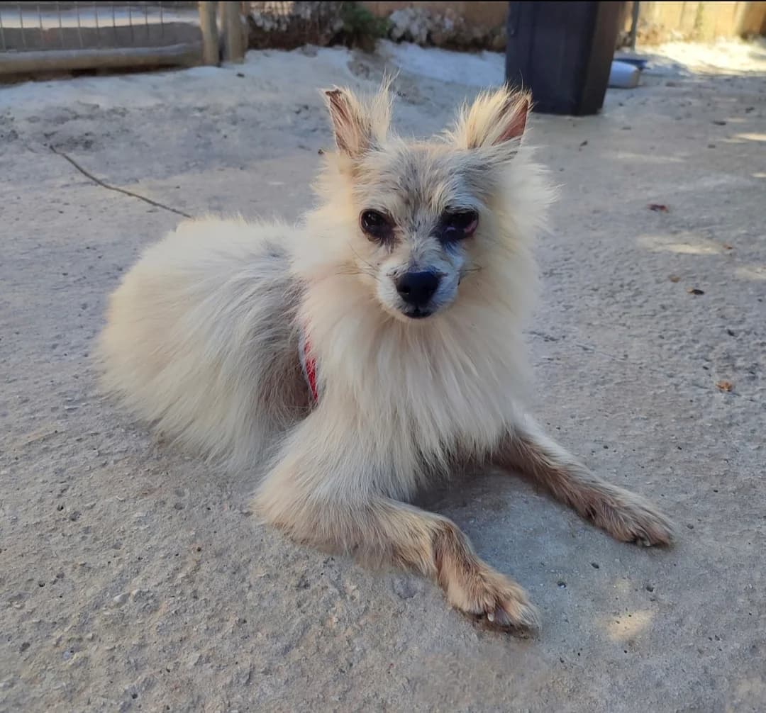 Ania, female Pomeranian for adoption at Protectora Malaga, Málaga