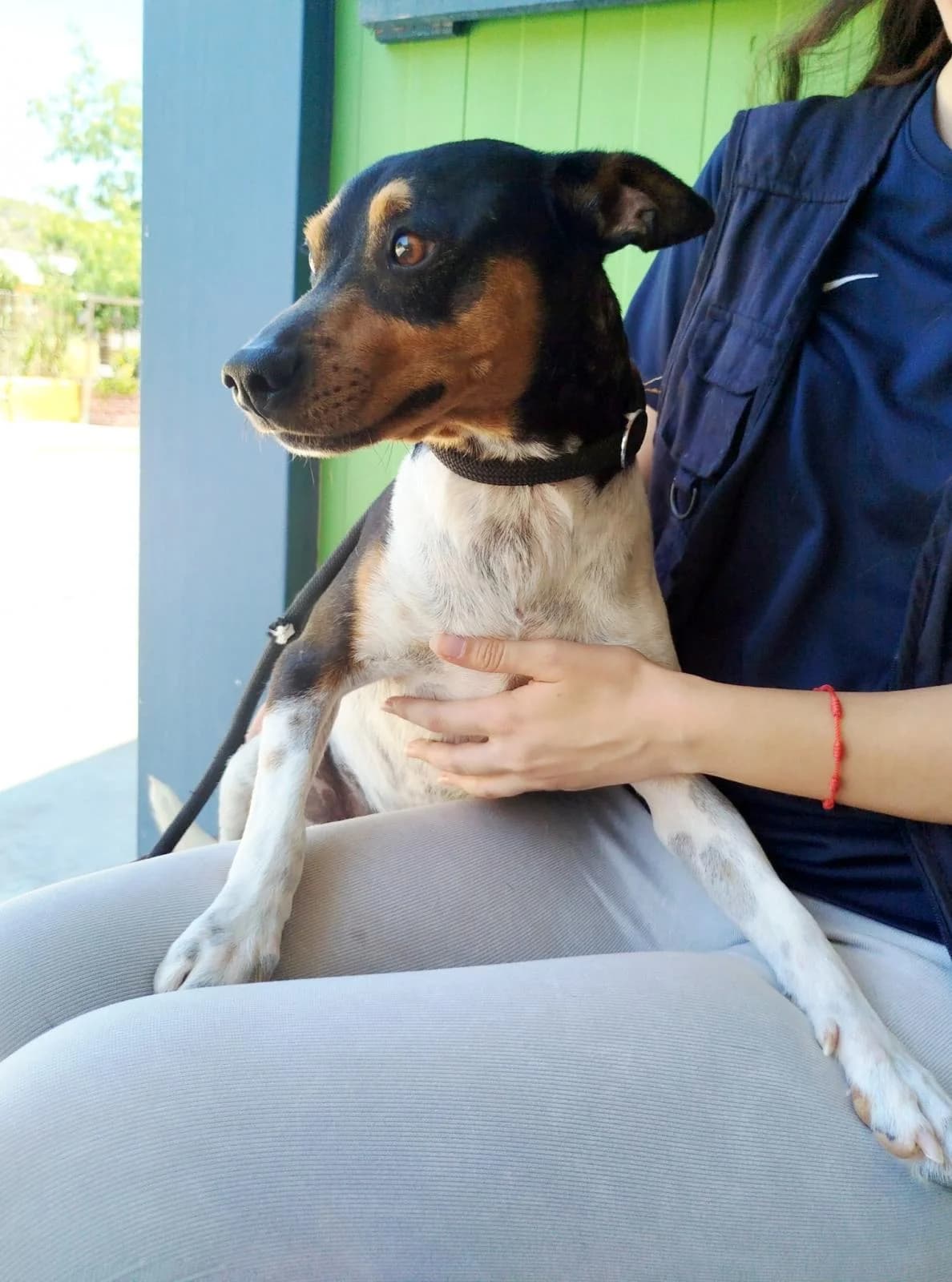 Pocoyo,  (Protectora Malaga)