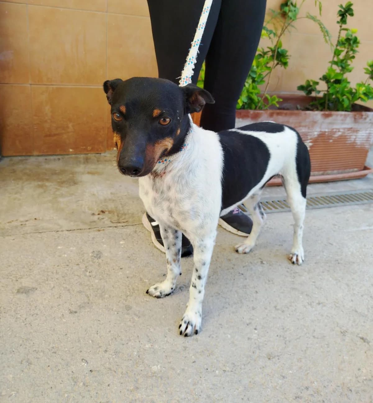 Escorpio,  (Protectora Malaga)