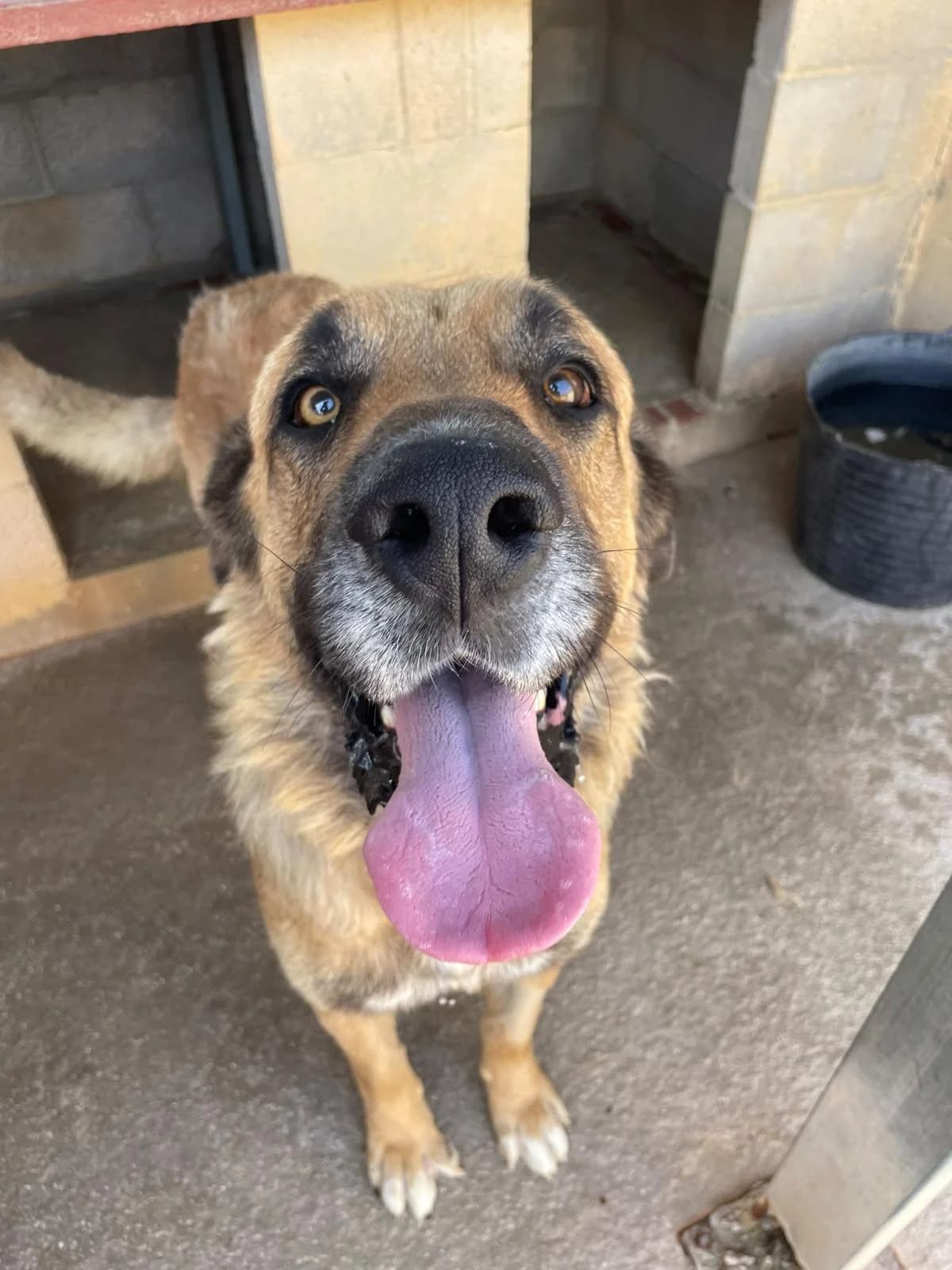 Virgo, male mixed breed for adoption at Protectora Malaga, Málaga