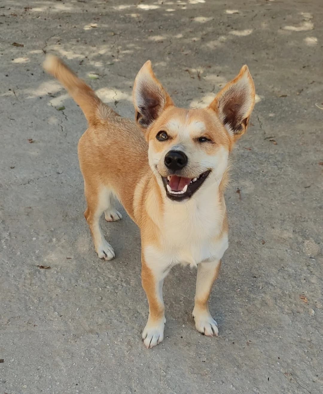Billy, Mixed Breed (Protectora Malaga)
