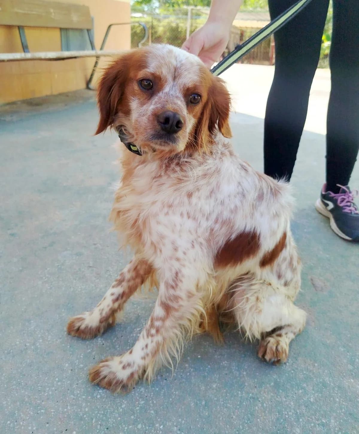 Rex, male Brittany Spaniel for adoption at Protectora Malaga, Málaga