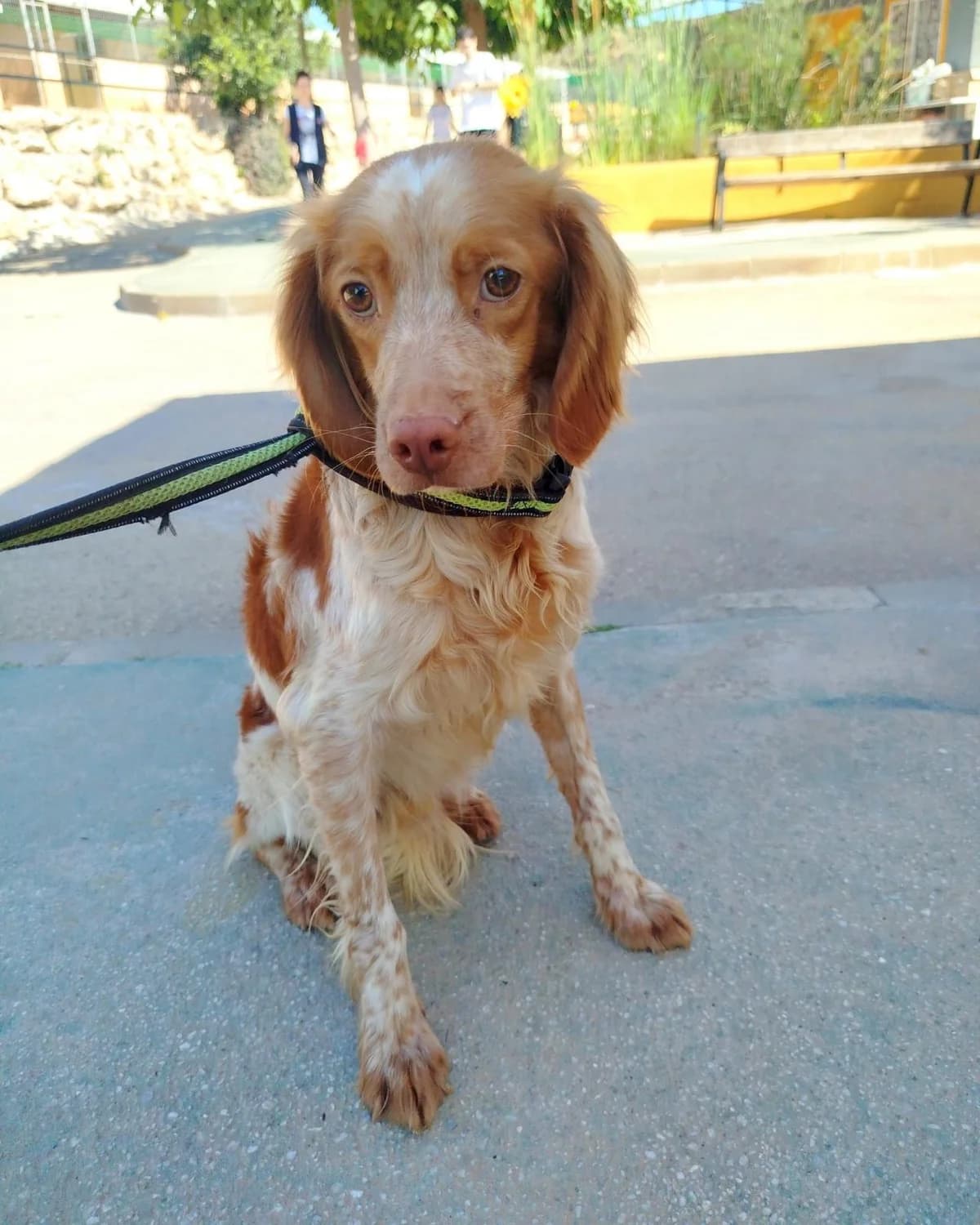 Rambo, male Brittany Spaniel for adoption at Protectora Malaga, Málaga
