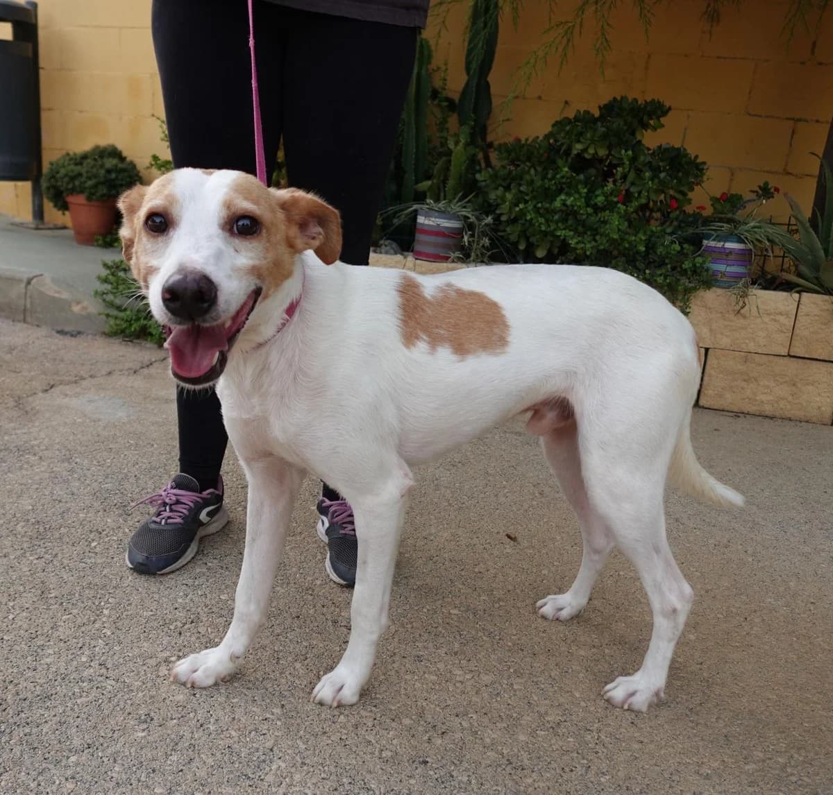 Ares, male Mixed Breed for adoption at Protectora Malaga, Málaga