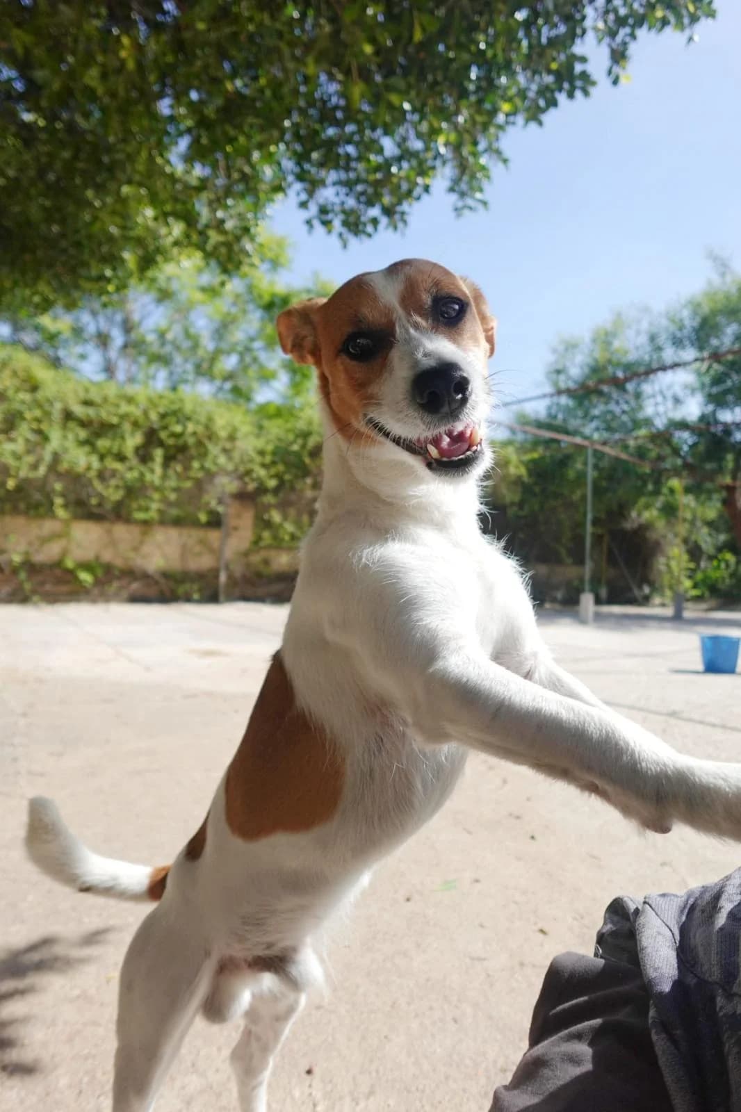 Curro, male Jack Russell Terrier for adoption at Protectora Malaga, Málaga