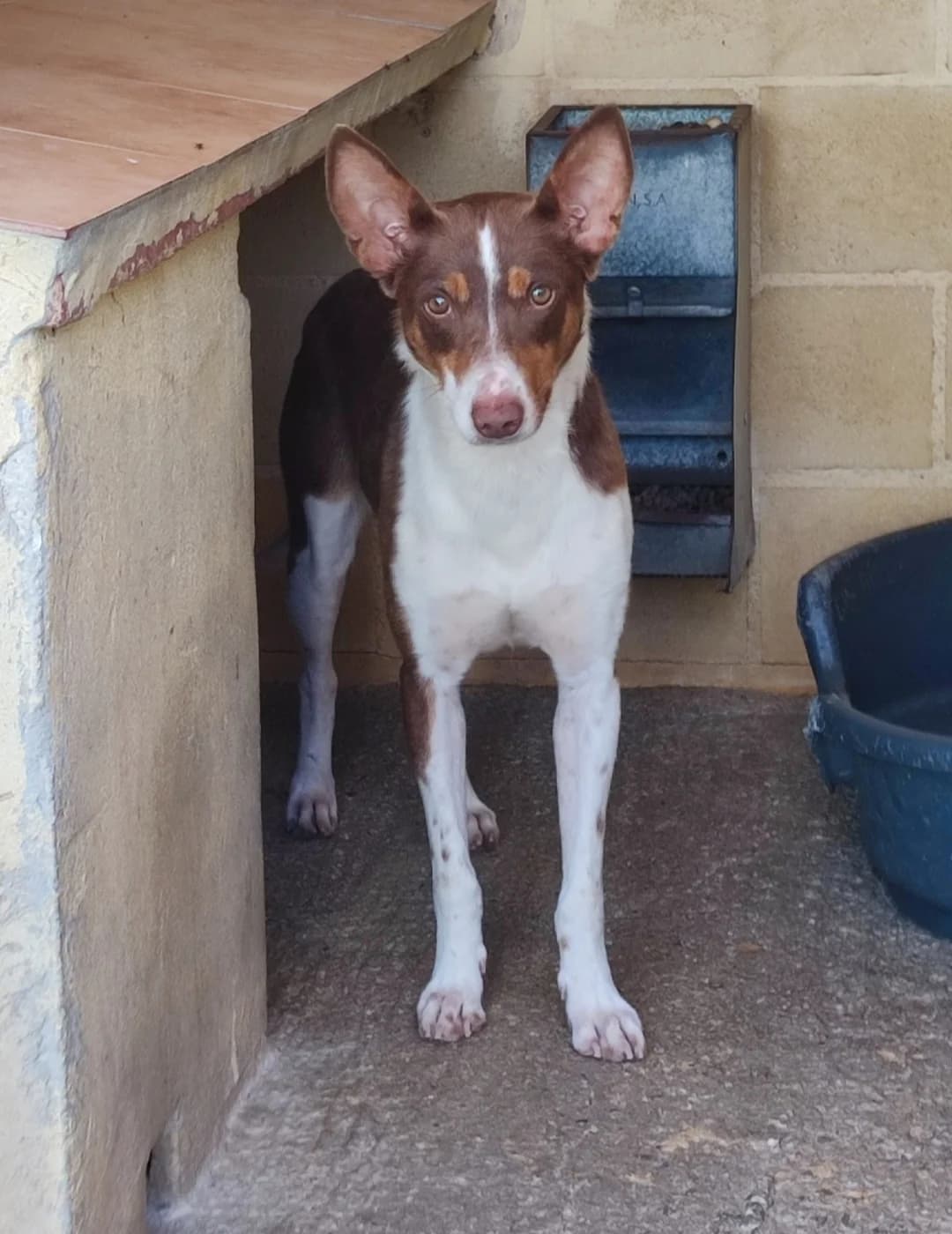 TABLETON, male Podenco for adoption at Protectora Malaga, Málaga