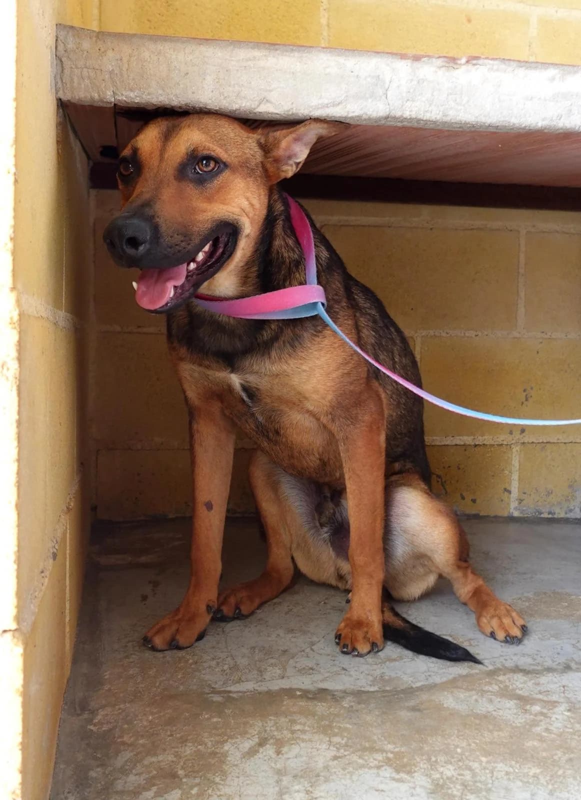 Julian, male puppy mixed breed for adoption at Protectora Malaga, Málaga