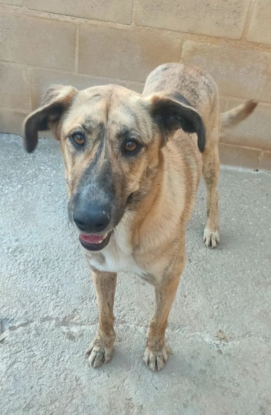Viola, female Belgian Malinois for adoption at Protectora Malaga, Málaga