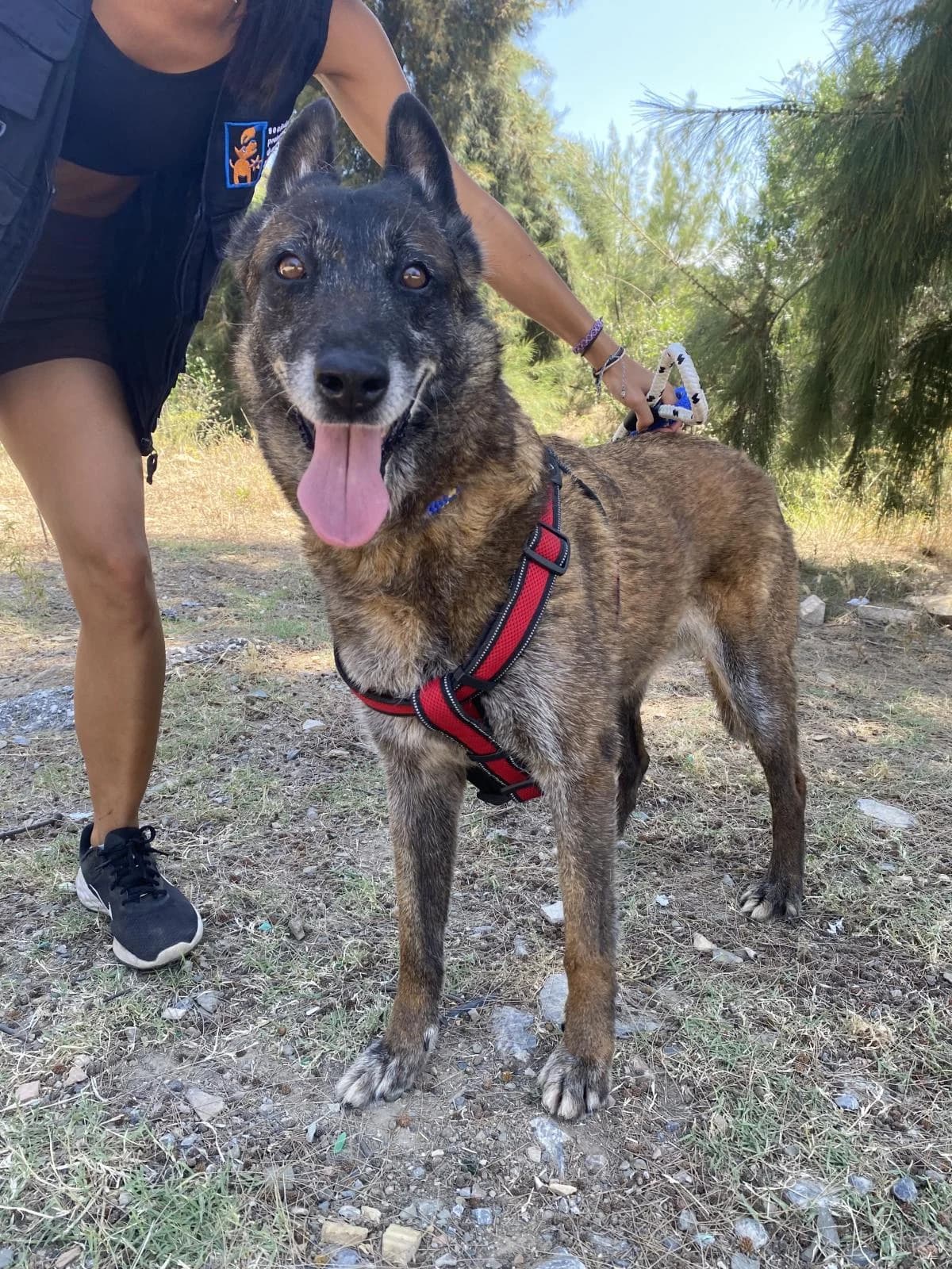 Virginia, female Belgian Malinois for adoption at Protectora Malaga, Málaga