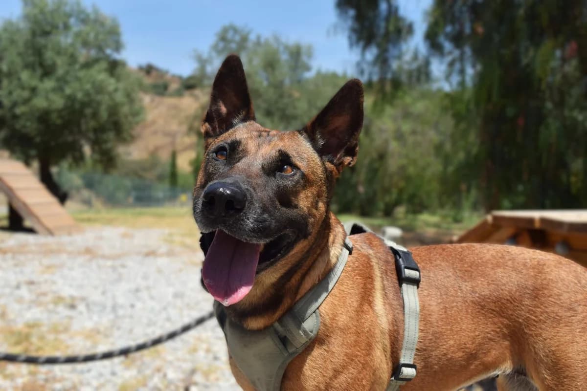 Jezabel, female mixed breed for adoption at Protectora Malaga, Málaga