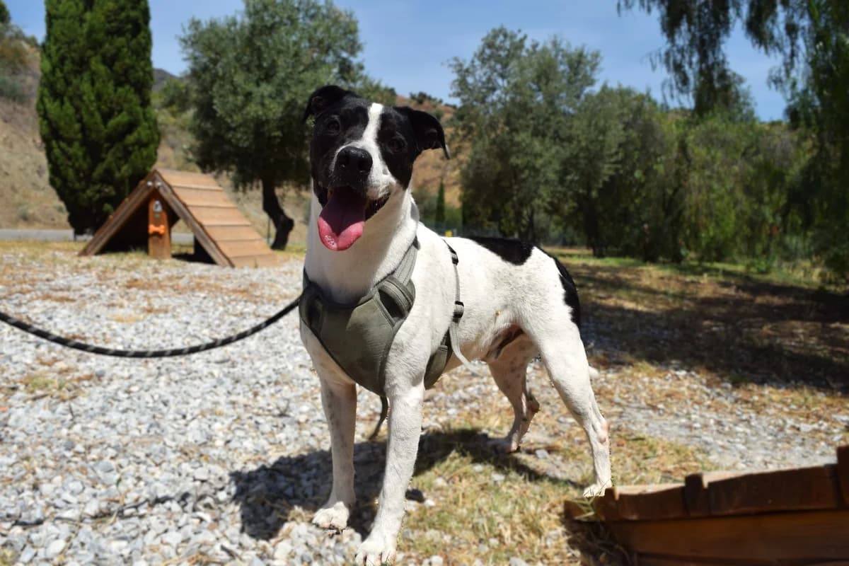Detroit, male mixed breed for adoption at Protectora Malaga, Málaga