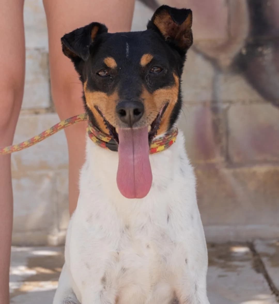 Julio, male mixed breed for adoption at Protectora Malaga, Málaga