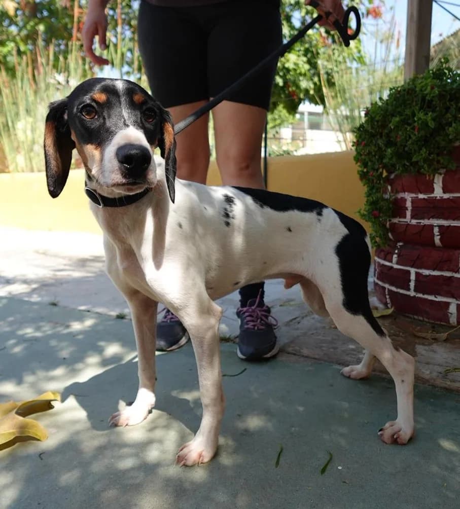 Paco, male puppy Mixed Breed for adoption at Protectora Malaga, Málaga