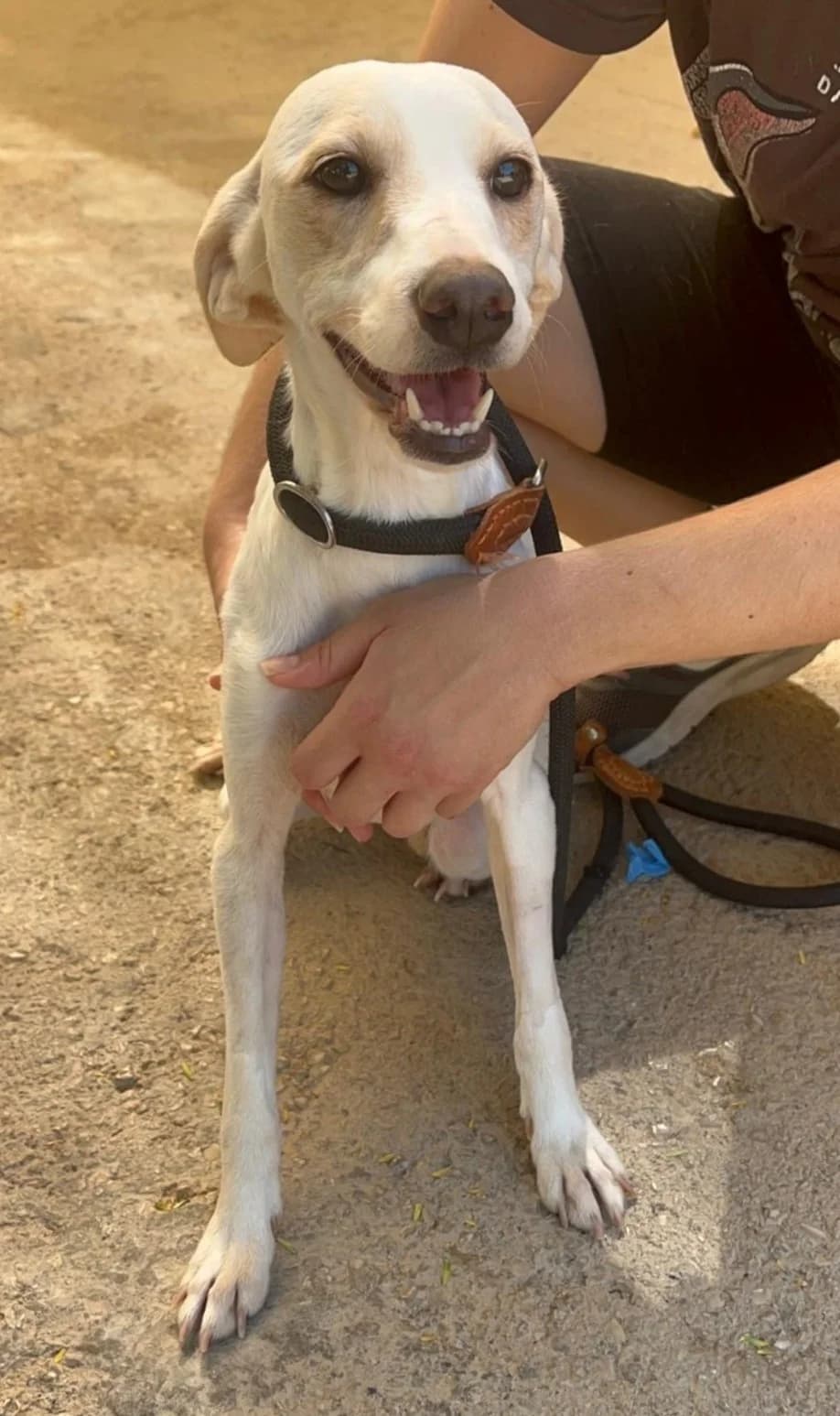 Manuela, female puppy Mixed Breed for adoption at Protectora Malaga, Málaga