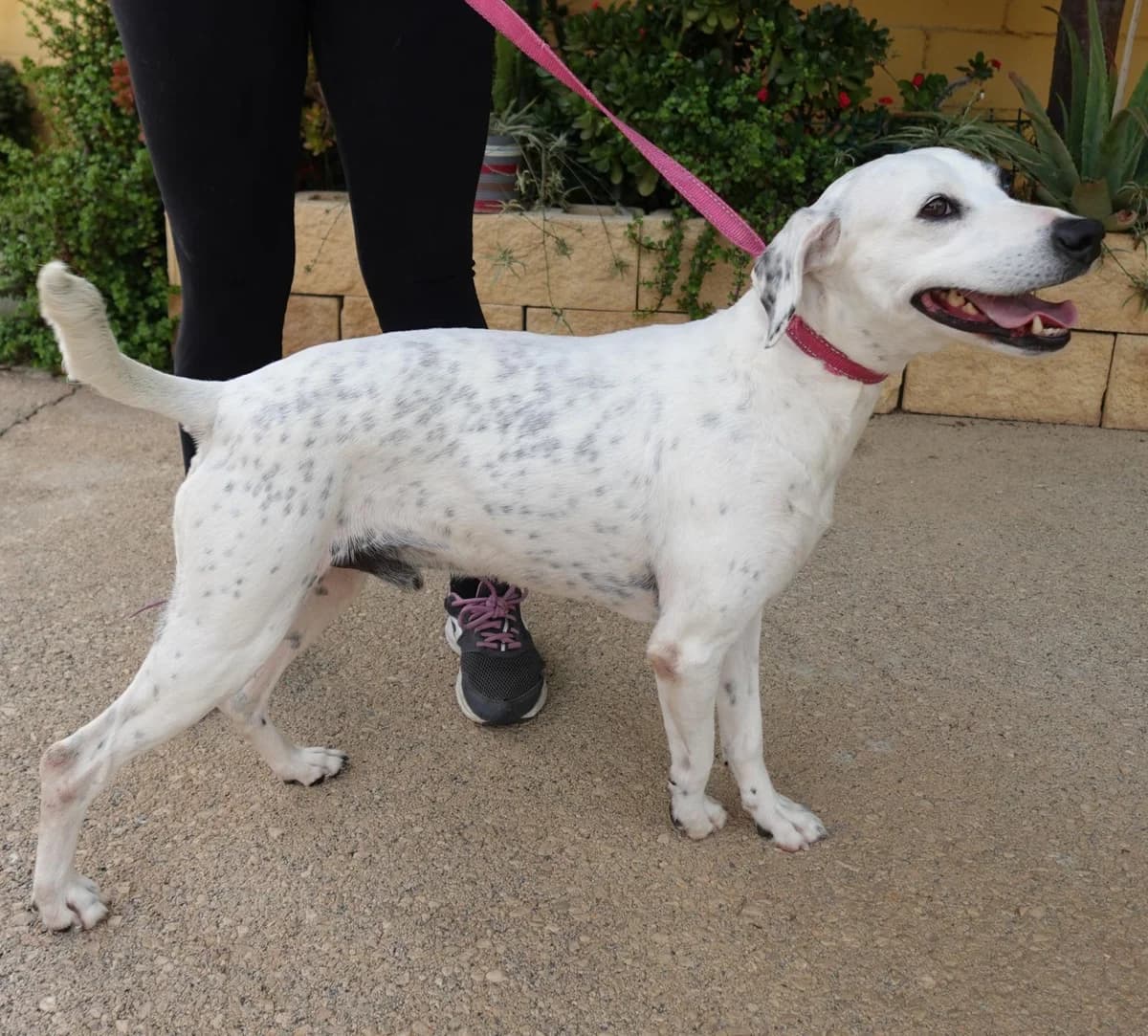 Roman, male Mixed Breed for adoption at Protectora Malaga, Málaga