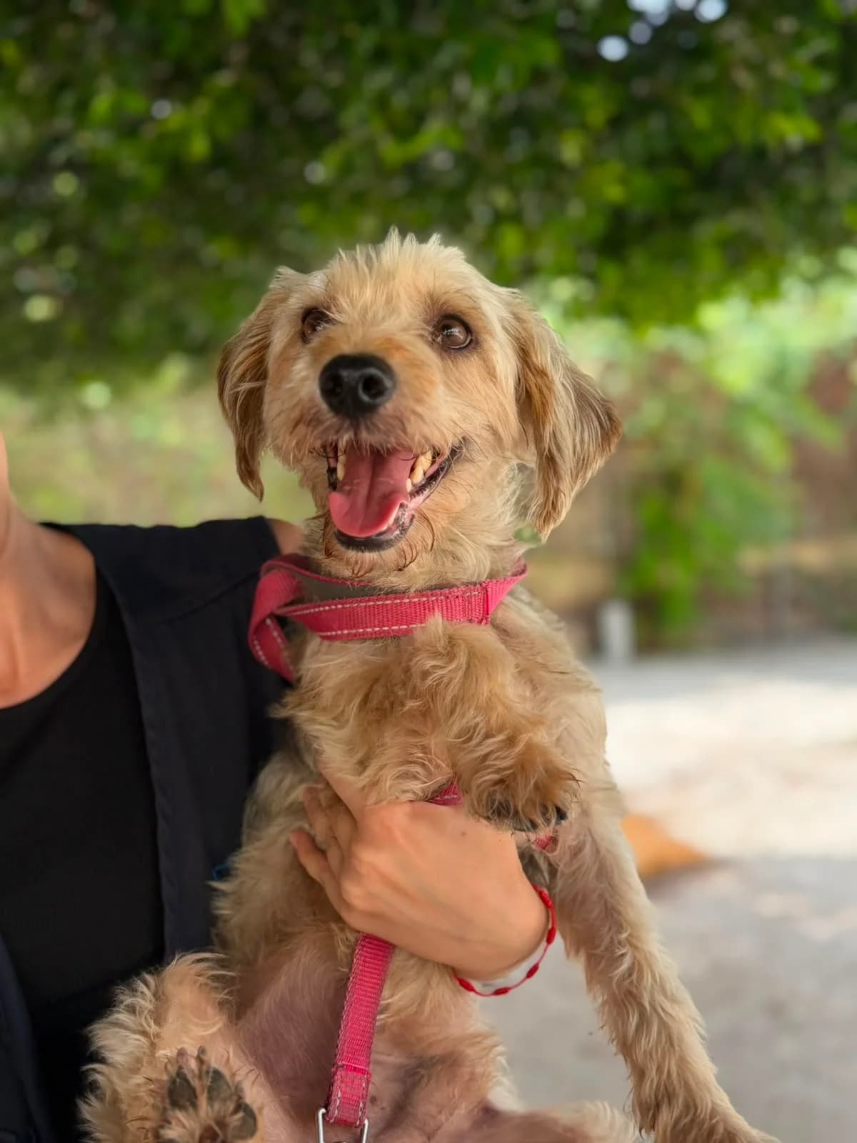 Andy, male Yorkshire Terrier for adoption at Protectora Malaga, Málaga