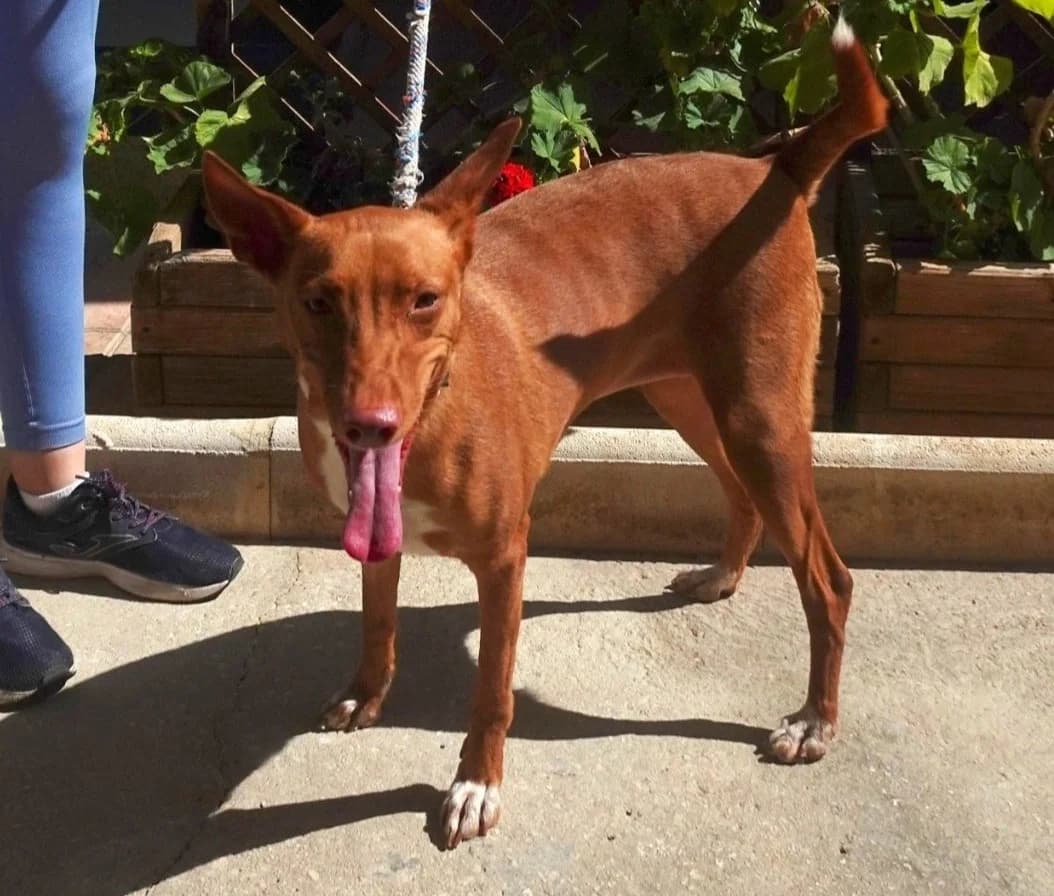 Canelita, female Podenco for adoption at Protectora Malaga, Málaga