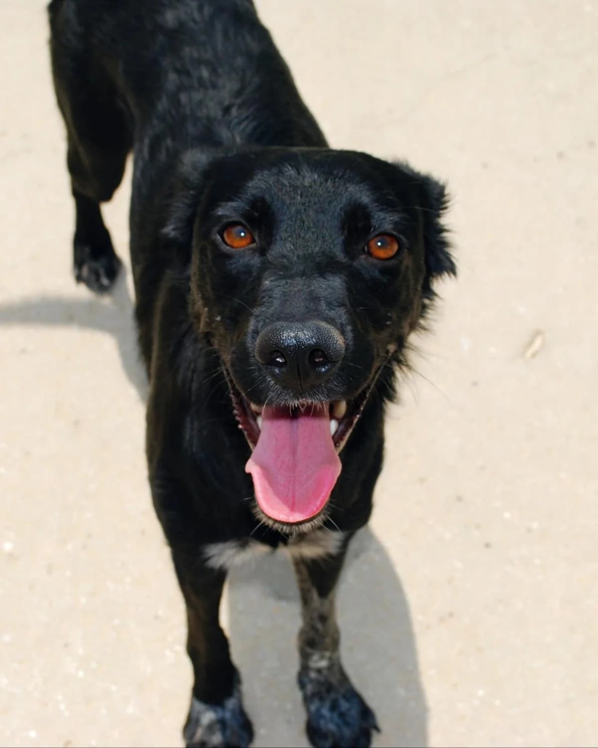 CHLOE, female Mixed Breed for adoption at Protectora Malaga, Málaga