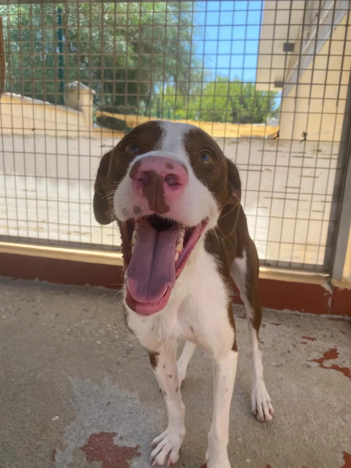 Estrella, female Podenco for adoption at Protectora Malaga, Málaga