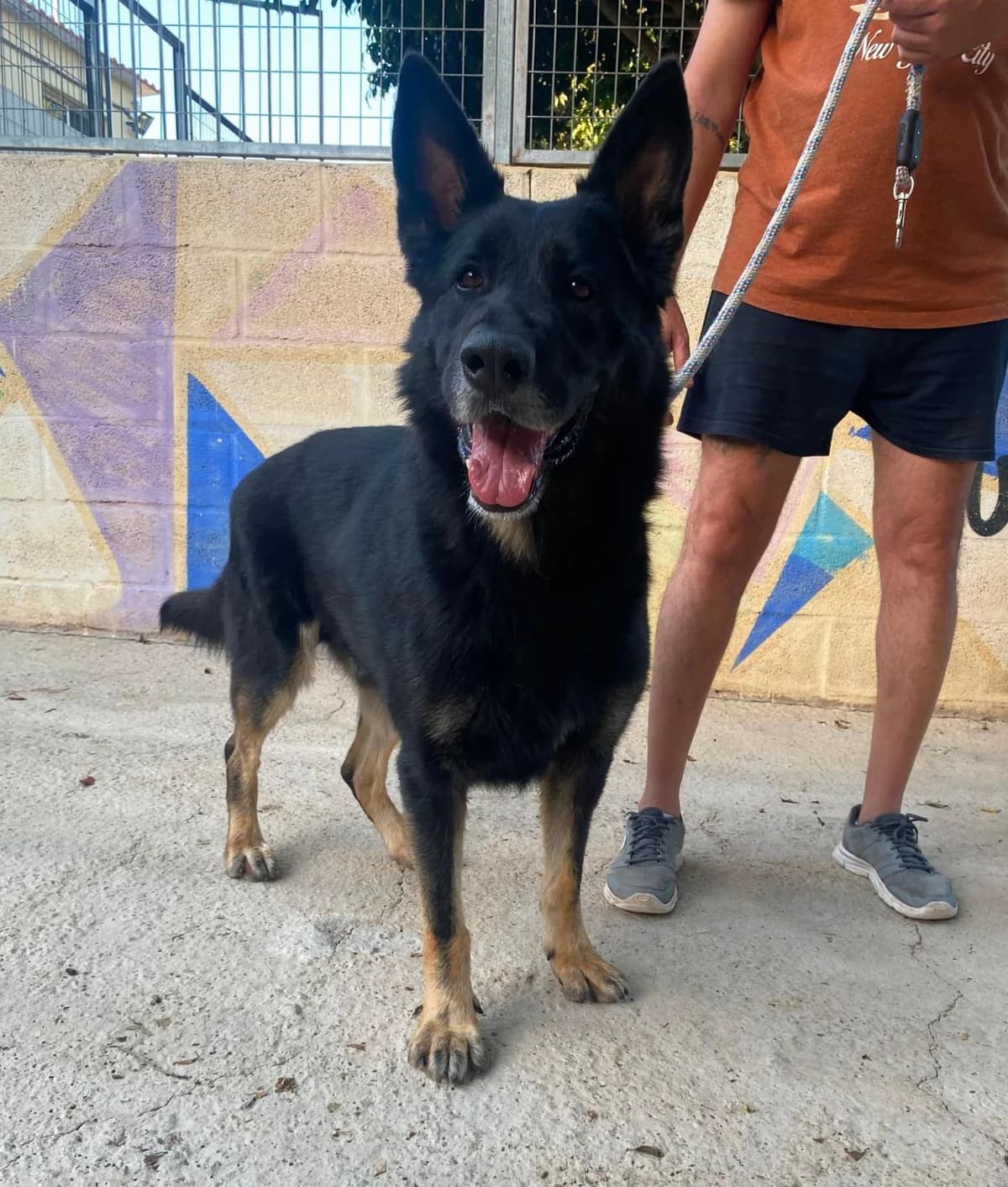 Ovo, male mixed breed for adoption at Protectora Malaga, Málaga